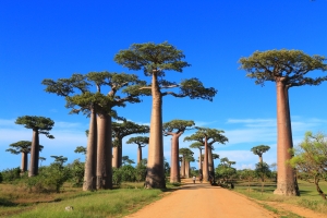 MADAGASCAR - Merveilles Malgaches p.176-177