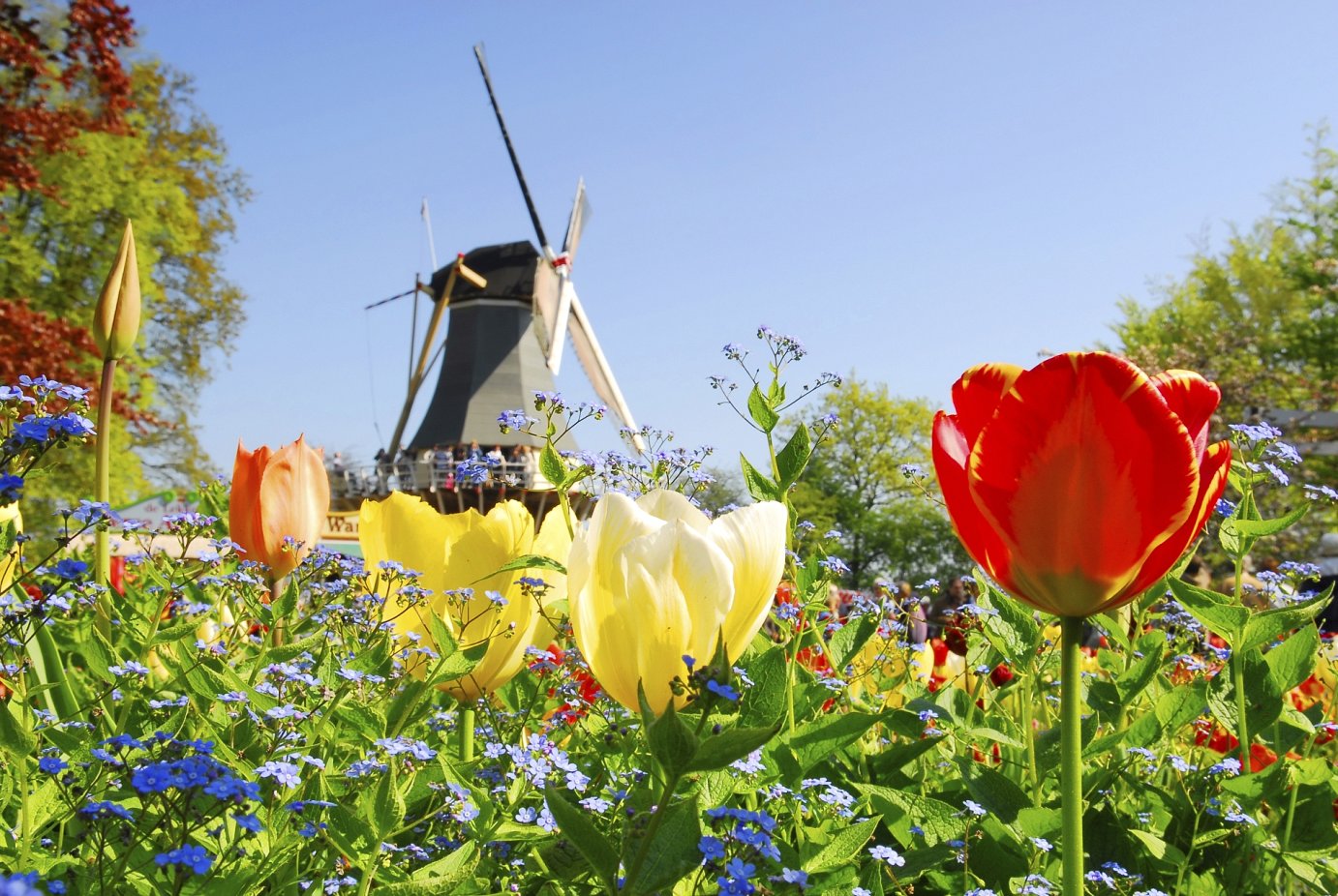 HOLLANDE/BELGIQUE - Pays des tulipes p.106-107