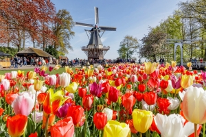 HOLLANDE - BELGIQUE - " Pays des tulipes " - p.108-109